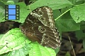 Scene 56_Morpho on Leaf before Capture